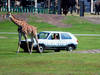 Visión general: Zoo Safaripark Stukenbrock