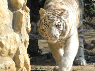 Zoo de Santillana © Zoo de Santillana