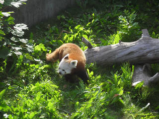 siam herning Zoopark næstved siam herning Zoopark næstved